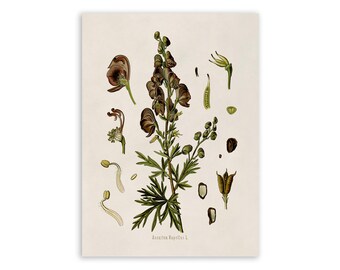 Monkshood Poison Plant Print, Medicinal Plants Botanical Illustration, Vintage Style Reproduction, MOBO 48