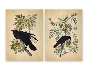 Audubon Black Bird Print Set: Vintage Raven and Crow Illustrations