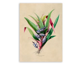 Tradescantia Flower Print, Vintage Style Botanical Illustration, Premium Reproduction, FDA44