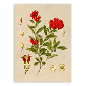Pomegranate Fruit Plant Print, Vintage Style Botanical IllustrationPoster, MOBO 81