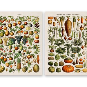 Adolphe Millot Fruit & Vegetable Vintage Print Set of 2, COM23 image 3