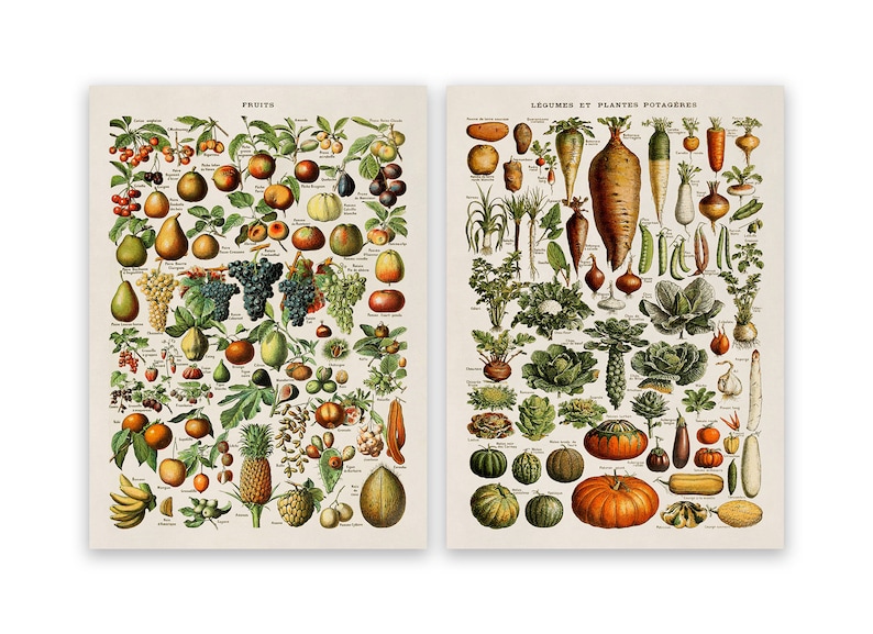 Adolphe Millot Fruit & Vegetable Vintage Print Set of 2, COM23 image 3
