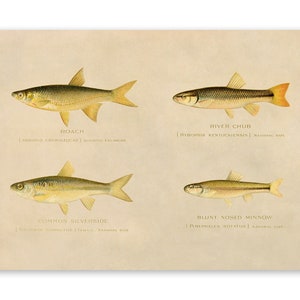 May include: An illustration of four different types of fish: Roach, Common Silverside, River Chub, and Blunt Nosed Minnow. Each fish is depicted in a realistic style with detailed markings and colors. The illustration is set against a light beige background.