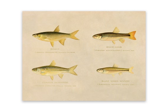 Roach, River Chub, Silverside, Minnow Fish Species Print Vintage Style  Reproduction, SFD24 -  Singapore