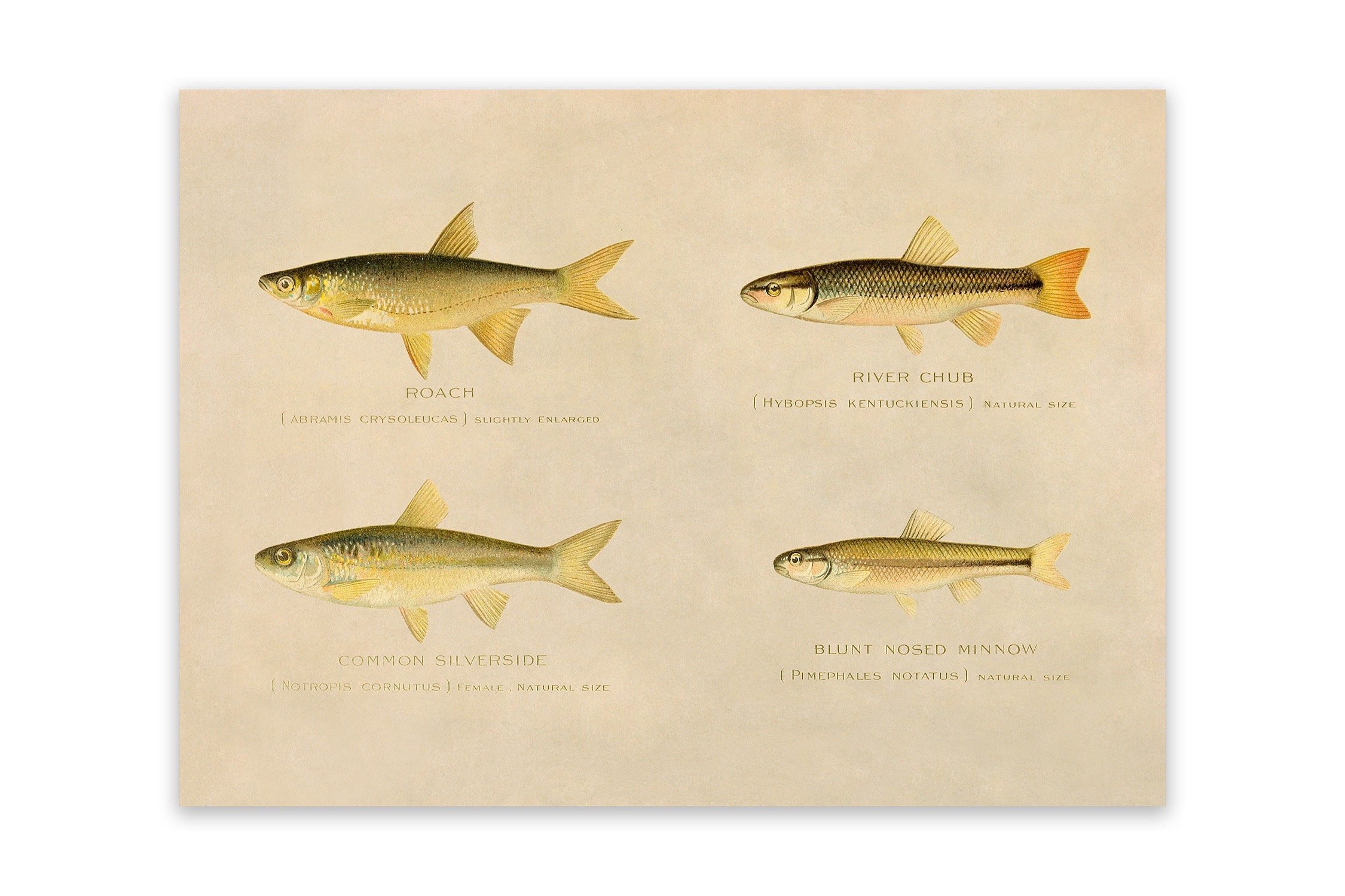 Roach, River Chub, Silverside, Minnow Fish Species Print, Angler Wildlife Home Decor, Vintage Style Reproduction, SFD24
