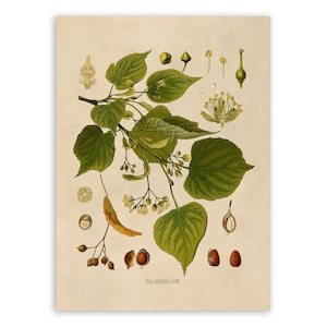May include: A botanical print on a cream-colored background featuring a detailed illustration of a Tilia ulmifolia tree. The image displays green serrated leaves, small yellow flowers, and brown seeds, with the scientific name Tilia ulmifolia printed below.