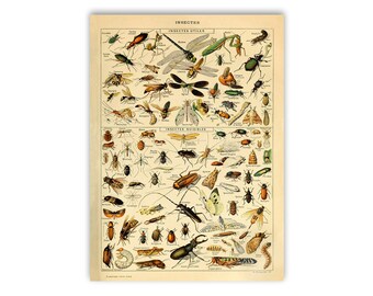 Vintage Insect Art Specimen Bathroom Wall Art Entomologist Gift Bug Print 1900 Antique Monarch Butterfly Print Bug Art Insect Print Vintage Insect Art Specimen Bathroom Wall Art Entomologist Gift Bug Print 1900 Antique Monarch Butterfly Print Bug Art Insect Print