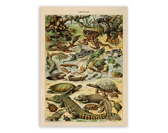 Reptiles Species Print, Vintage Style Reptile Illustration, Adolphe Millot Chart Poster, Reptile Specimen Artwork, AM57