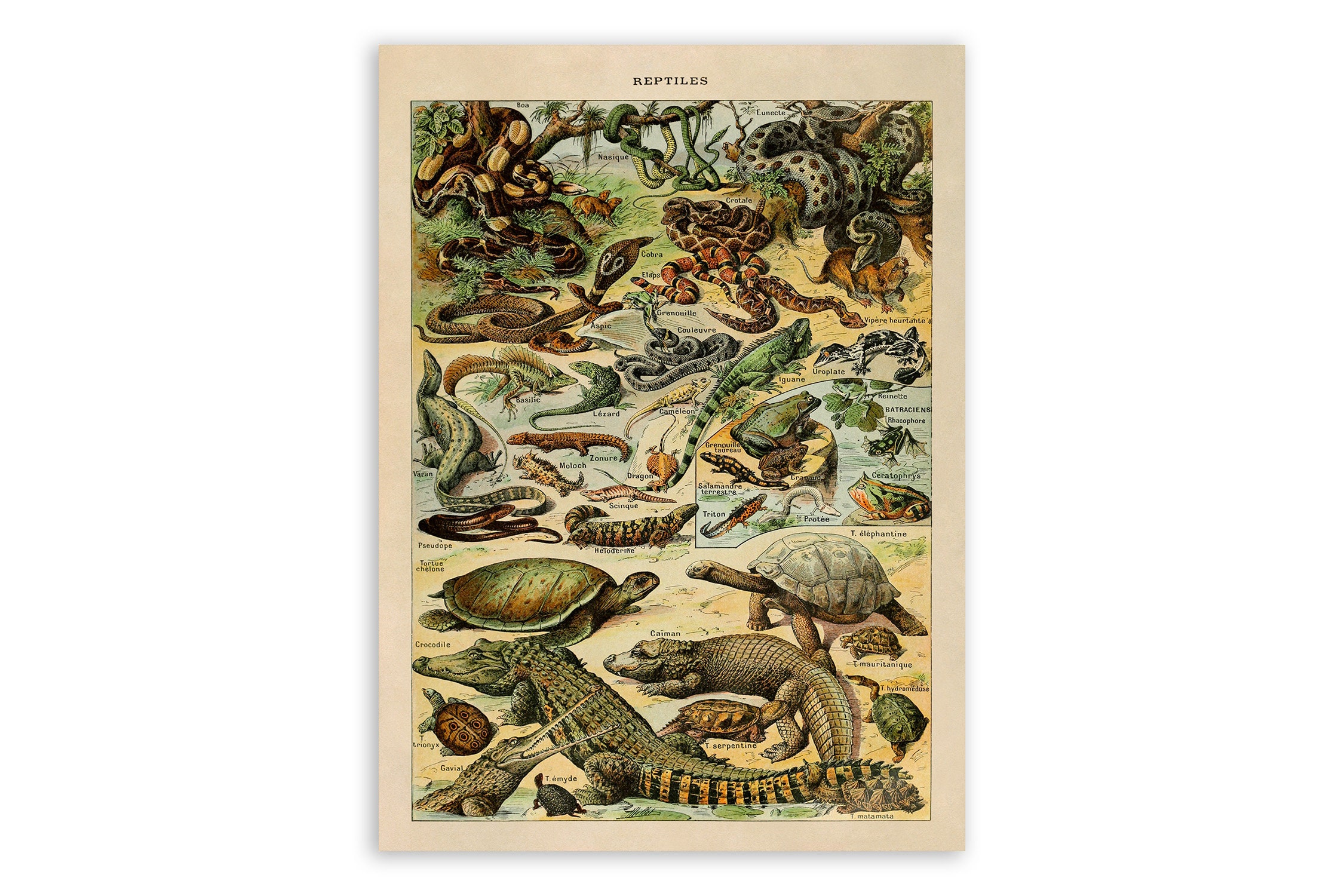 Reptile Chart Print