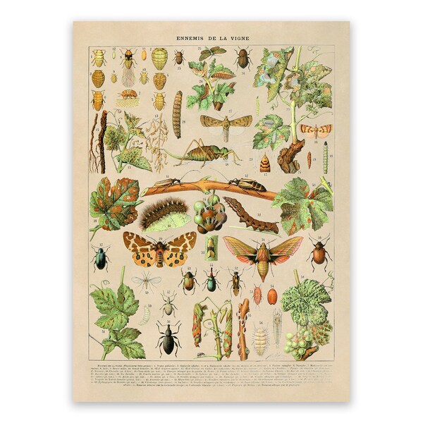 Insect Chart - Etsy
