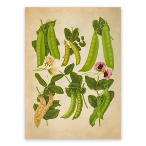 Snap Peas Plant Variety Print, Garden Vegetable Themed Kitchen Art, Premium Vintage Style Reproduction, EB14