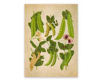 Vintage Snap Peas Print: Garden Vegetable Kitchen Art, EB14