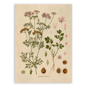 Cilantro Plant Print, Medicinal Plants Botanical Illustration, Vintage Style Reproduction, MOBO 116