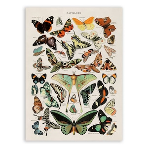 Butterfly Species Print, Vintage Style Butterfly Illustration, Adolphe Millot Butterflies Chart Poster, Insect Specimen Artwork, AM52