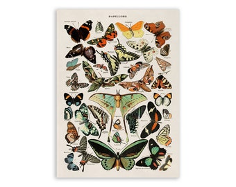 Vintage Butterfly Species Chart Print: Adolphe Millot Illustration, AM52