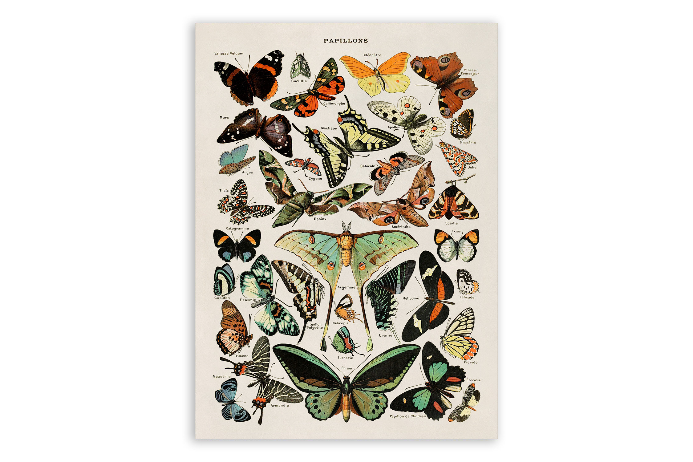 絵画 butterfly PAPILLION FRAMED ART | Paper Butterfly Art | 2.5 inch Black