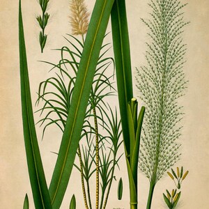 Sugar Cane Plant Print, Medicinal Plants Botanical Illustration, Sugarcane Vintage Style Reproduction, MOBO 141 image 2
