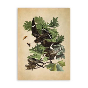 May include: A vintage illustration of three brown and white birds perched on green leaves. The birds have long, pointed wings and tails. The illustration is on a beige background.