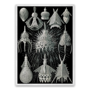 Microorganisms Illustration, Vintage Style Ernst Haeckel Scientific Biology Print, Sea Life Art, Nautical Wall Decor,, NH4