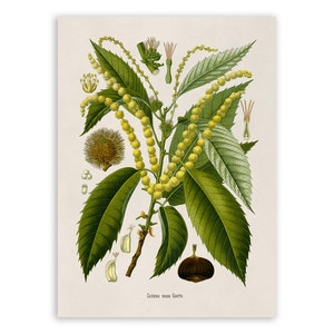 Chestnut Tree Plant Print, Medicinal Plants Botanical Illustration, Vintage Style Reproduction, MOBO 272