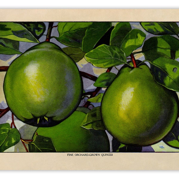 Quince Plant Print, Old Fruit Illustration, Kitchen Decor Poster, 1900s GEO49