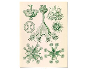 Ernst Haeckel Stalked Jellyfish Print: Vintage Marine Biology Art, NH58