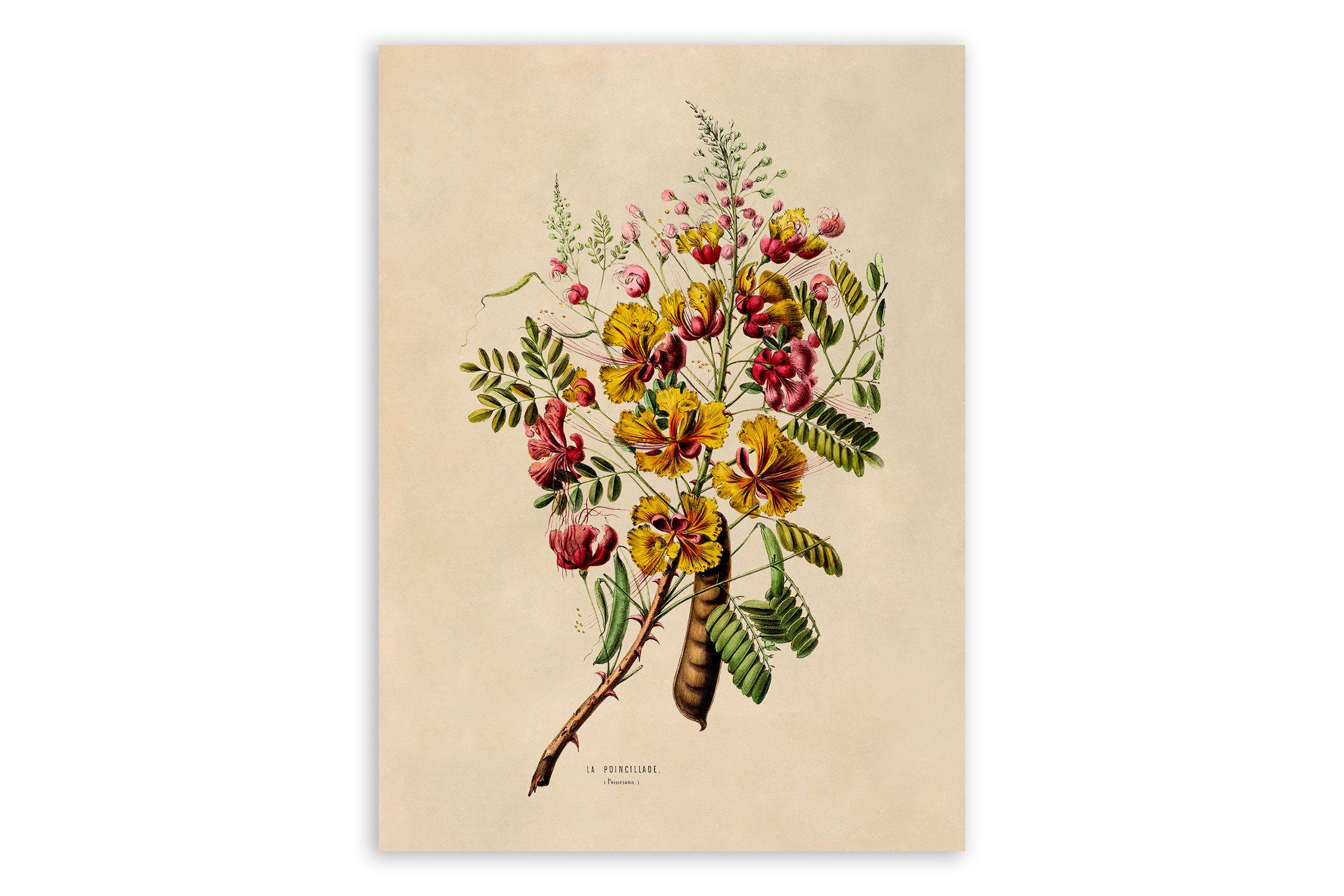 Vintage Peacock Flower Print: Botanical Illustration Art