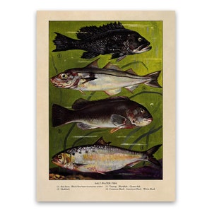 Salt Water Fish Print, Old Fishing Illustration, Kitchen Decor Poster, 1900s Fishermen Artwork GEO53