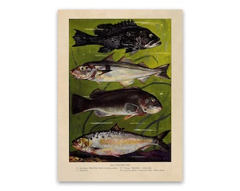 Salt Water Fish Print, Old Fishing Illustration, Kitchen Decor Poster, 1900s Fishermen Artwork GEO53