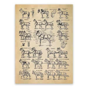 Horse Riding Harness Illustration, Equestrian Artwork, Vintage Style Print, AM145