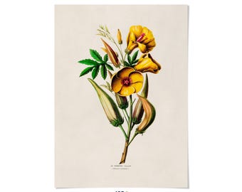Lámina de planta de okra: Ilustración botánica floral del sur, FDA100