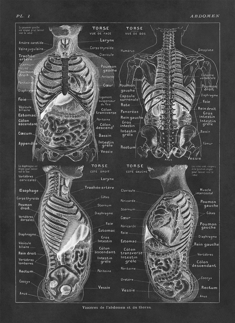 Human Abdomen Anatomy Chart Print Scientific Illustration 3 Etsy