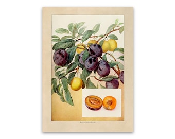 Plum Plant Print, Old Plums Fruit Illustration, Kitchen Decor Poster, GEO88