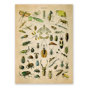 Insect Species Print, Vintage Style Insect Illustration, Adolphe Millot Biology Chart Poster, Insect Specimen Artwork, AM32