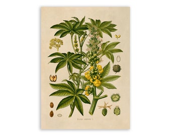 Castor Bean Plant Print, Medicinal Plants Botanical Illustration,  Vintage Style Reproduction, MOBO 132