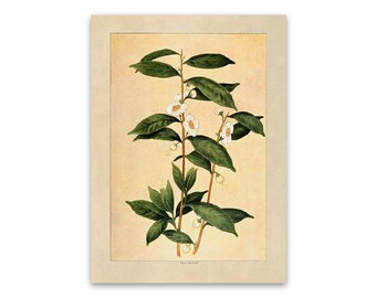 Tea Plant Print, Old Botanical Illustration, Kitchen Decor Poster, 1900s GEO94