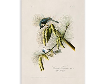 Tufted Titmouse Bird Print, Vintage Style Audubon Poster, Birds Of America Illustration, AOB39