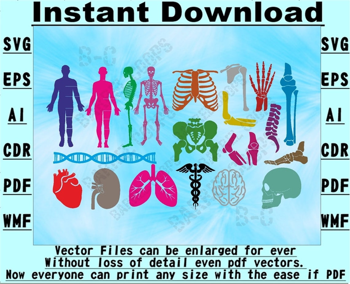 Human Medical Anatomy SVG Vector Stencil Instant Download 6 | Etsy Canada