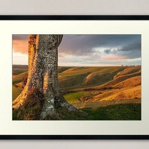 Puede incluir: Impresión artística enmarcada de un paisaje con un tronco de árbol en primer plano y colinas verdes onduladas bajo un cielo dramático. El sol poniente ilumina el árbol, proyectando sombras sobre el paisaje. Marco negro.