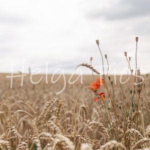 Digital Background Field Overlays Backdrop field photo yellow Photography Digital Download Photography printable digital digital overlay