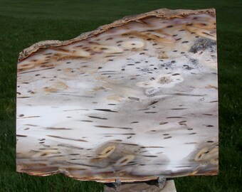 Lovely Palm Tree Petrified Wood Carved into Heart Polished 44mm 155ct Natural Fossilized Palmoxylon Agate Gemstone Crystal Mineral Specimen