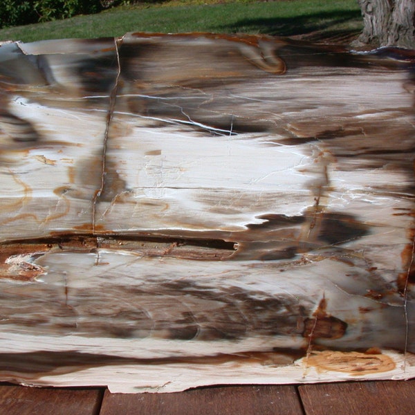 BIG & BEAUTIFUL 15" Saddle Mountain Fossil Conifer Rip Cut Petrified Wood Slab!