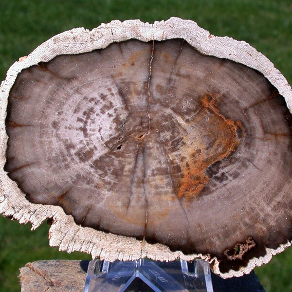 Rare & Perfect BURMESE 3 1/2" Petrified Wood Round from MYANMAR - Perfect BASRALOCUS