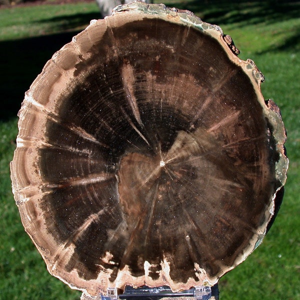 SiS: DRAMATIC PERFECTION African WOODWORTHIA Petrified Wood 6" Round