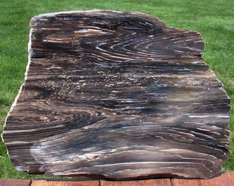 Spectacular 17"+ Oregon RIP CUT FIR Petrified Wood Slab - Bear Creek Deposit!