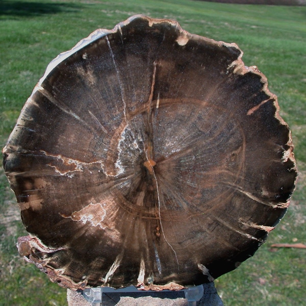 GREAT STARBURST WOODWORTHIA - Spectacular 5" African Petrified Wood Round!