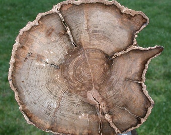Ultra-Rare BURMESE 5" Petrified Wood Round from MYANMAR - Perfect MAHOGANY