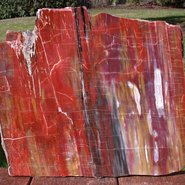 GLORIOUS 12" Arizona Rainbow Petrified Wood Slab - Stunning RIP CUT Plank!!