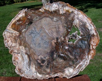 Unique 14"+ Madagascar Petrified Wood GEODE Slab - Really EYE CATCHING!