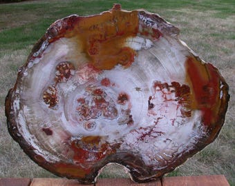 TRULY MAGNIFICENT Large 18" Petrified Wood Round from CHINA!!